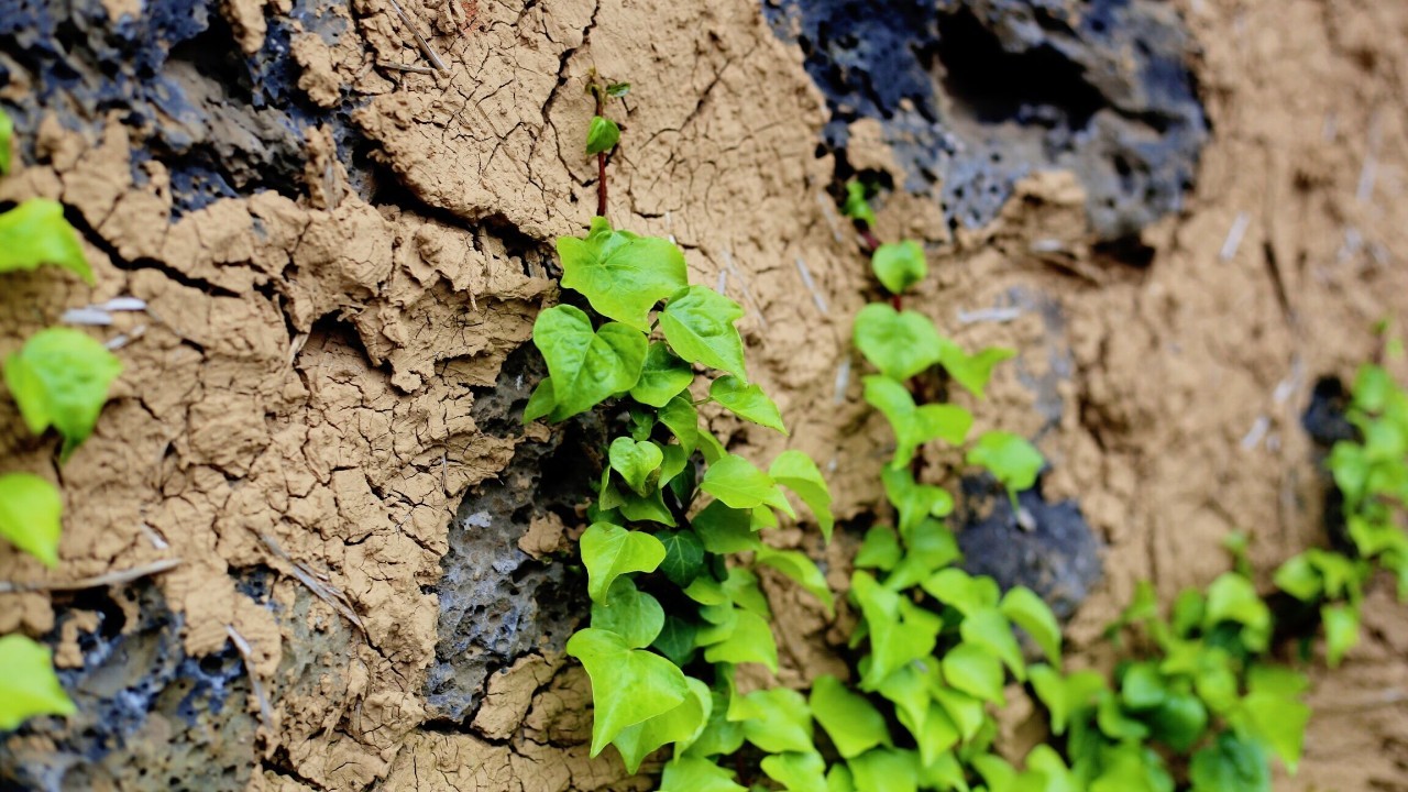 全过程记录，揭秘廉价济州岛跟团游背后的真相