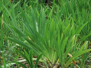 扁桃腺炎、咽炎的患者都需要这种野草！（内附扁桃体炎方）