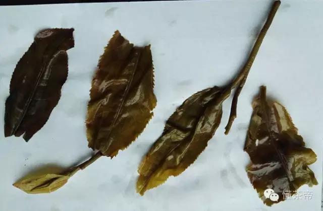 易武普洱茶特点和口感,易武普洱茶常识15条