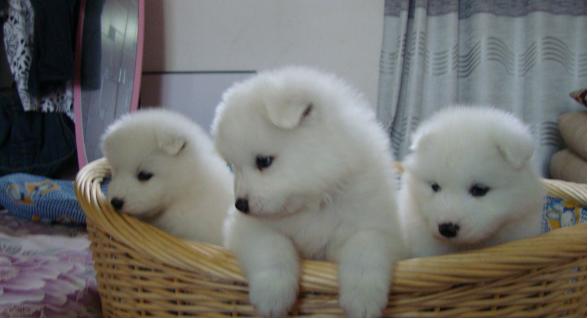 想养狗如何克服对狗狗的恐惧,刚到家的小狗狗怎么护理