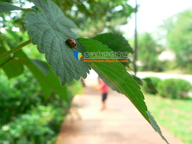 大连滨海路木栈道旅游攻略,航拍大连滨海路木栈道视频