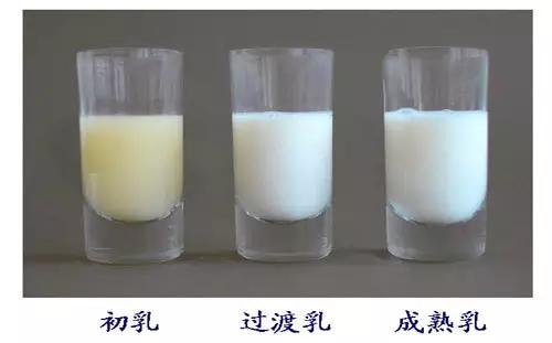 科普传说母乳是血液转化成的这是真的吗?