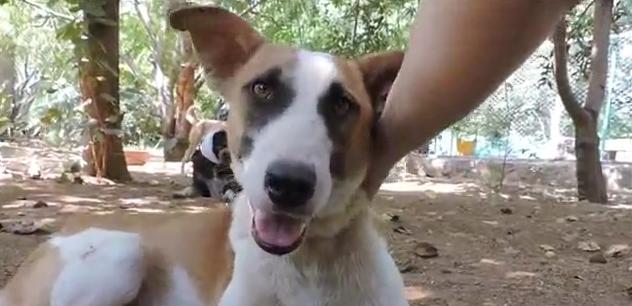 狗狗突然停滞呼吸头皮肿胀,狗头部肿了怎么回事