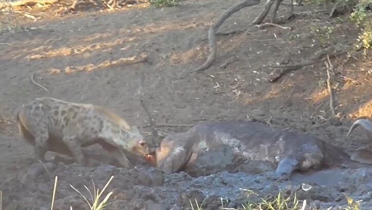 鬣狗活吃水牛,掏肛致肠子外露,头伸进肚子,满脸鲜血,血腥吓人