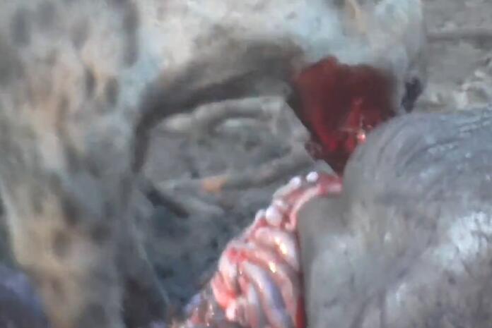 鬣狗活吃水牛,掏肛致肠子外露,头伸进肚子,满脸鲜血,血腥吓人