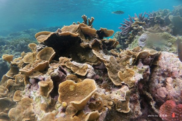 珊瑚海日本,陪你去看海底世界