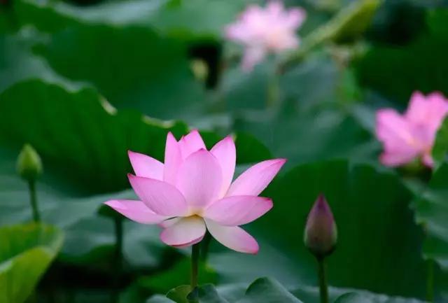 深圳看海公园推荐,深圳哪个湖最好玩又漂亮