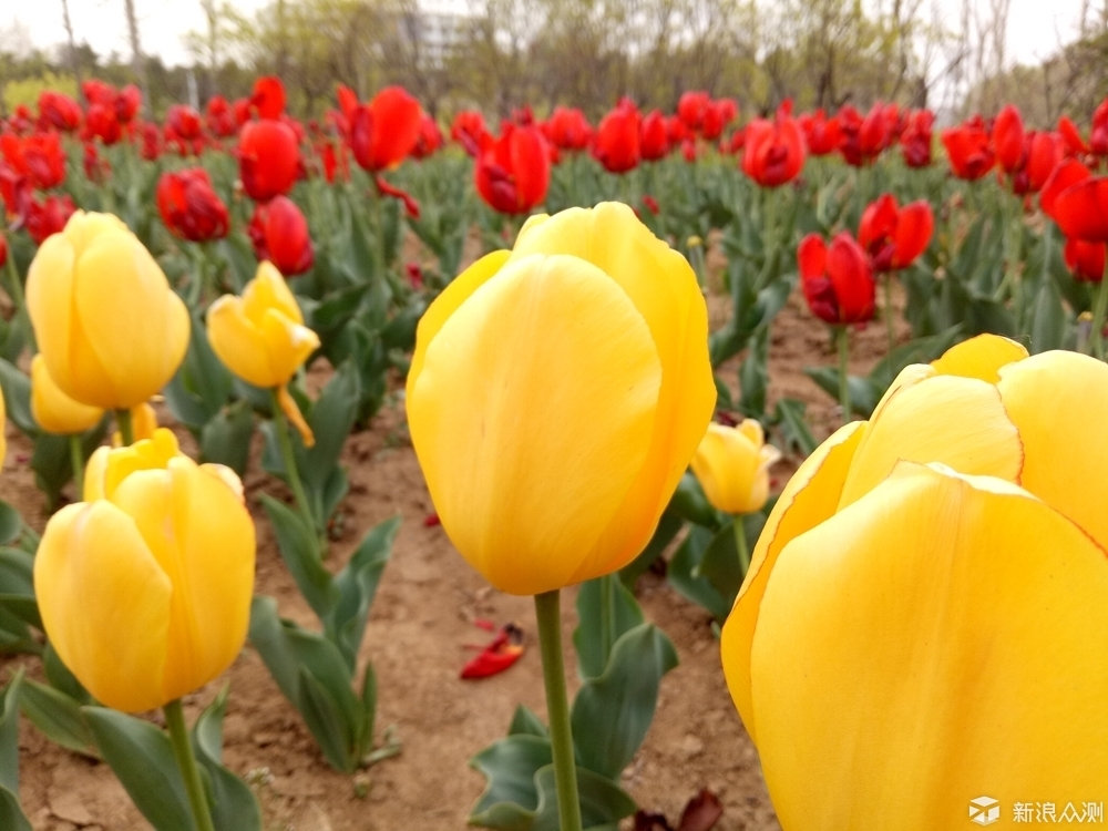 oppor9哪款最好用,oppor9都有特殊什么功能