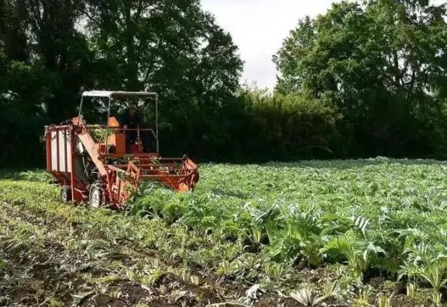 十斤红糖不如一口铁元，拯救黄脸婆全靠它了