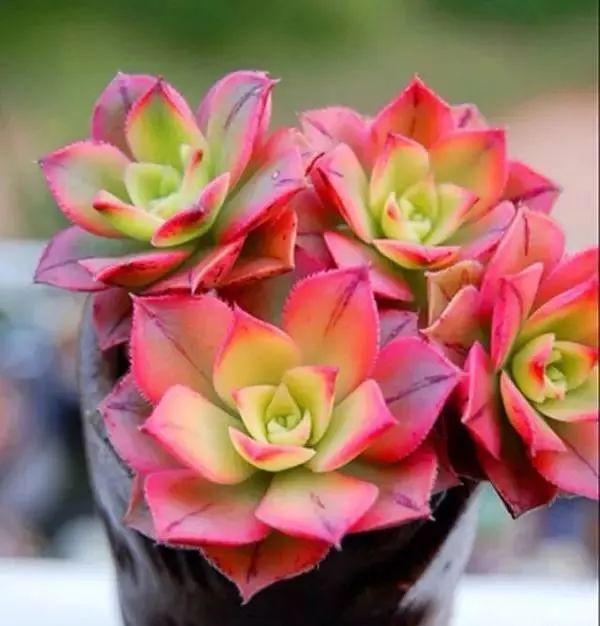 又贵又难养的多肉,又贵又稀有的又好看的多肉