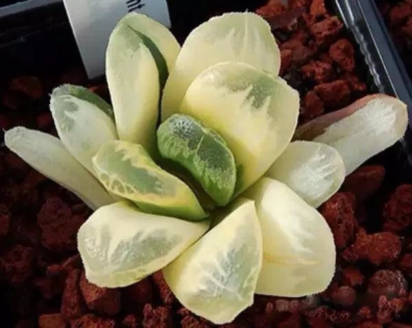 又贵又难养的多肉,又贵又稀有的又好看的多肉