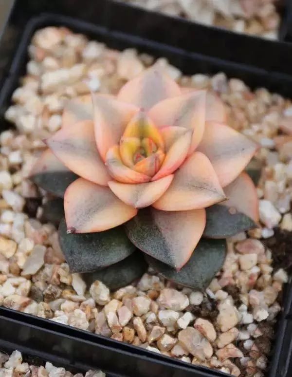 又贵又难养的多肉,又贵又稀有的又好看的多肉