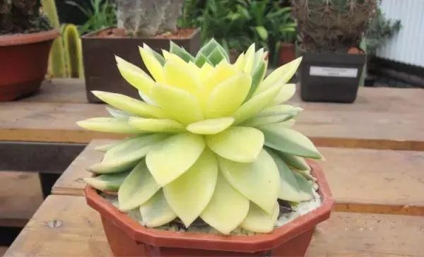 又贵又难养的多肉,又贵又稀有的又好看的多肉