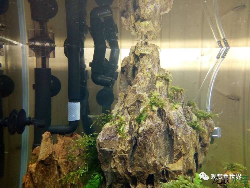 谦虚的新人晒一晒1米缸，“建缸”VS45天后（内涵多张细节图和详解！）