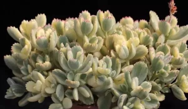 又贵又难养的多肉,又贵又稀有的又好看的多肉