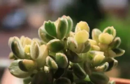 又贵又难养的多肉,又贵又稀有的又好看的多肉