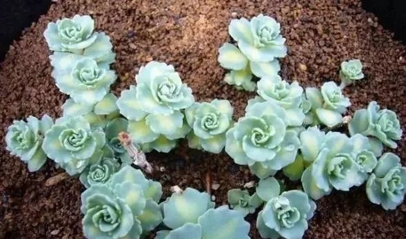 又贵又难养的多肉,又贵又稀有的又好看的多肉