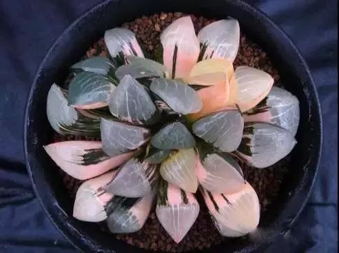 又贵又难养的多肉,又贵又稀有的又好看的多肉