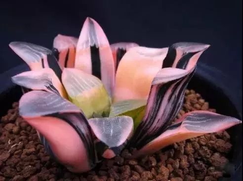 又贵又难养的多肉,又贵又稀有的又好看的多肉