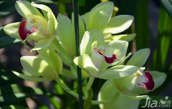 蕙兰的九头兰值钱吗,九子大花蕙兰和普通蕙兰