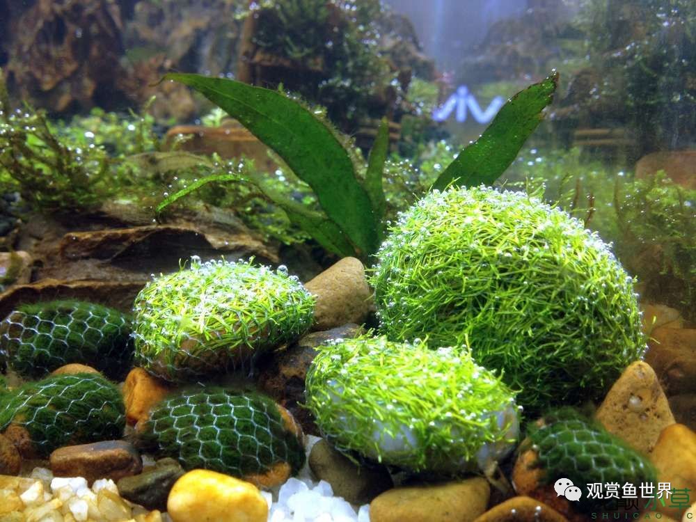 谦虚的新人晒一晒1米缸，“建缸”VS45天后（内涵多张细节图和详解！）