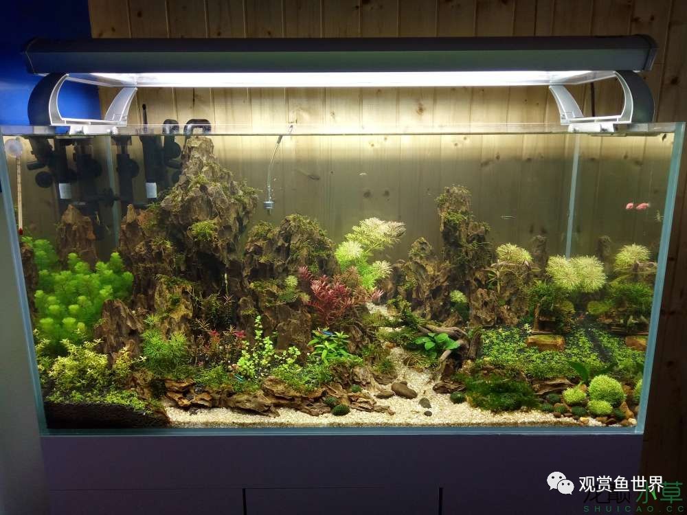 谦虚的新人晒一晒1米缸，“建缸”VS45天后（内涵多张细节图和详解！）