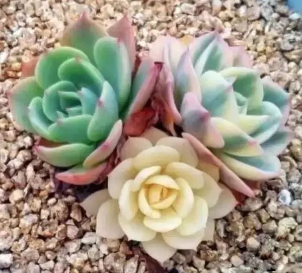 又贵又难养的多肉,又贵又稀有的又好看的多肉