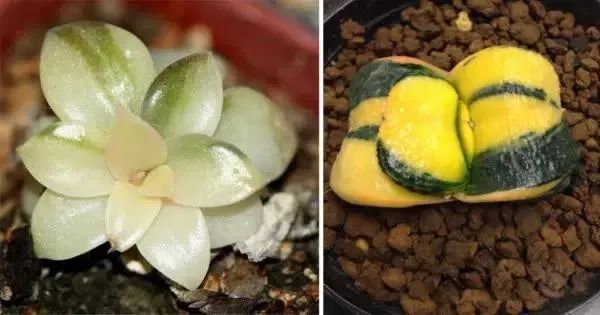 又贵又难养的多肉,又贵又稀有的又好看的多肉