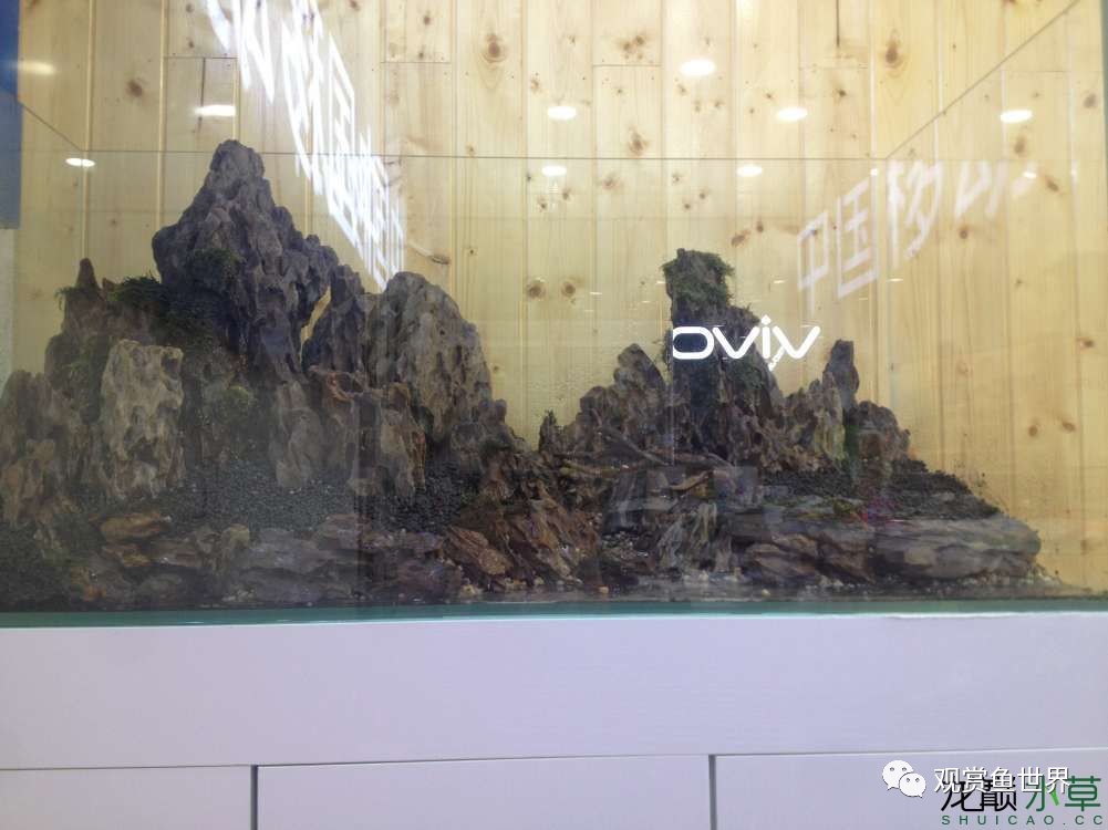 谦虚的新人晒一晒1米缸，“建缸”VS45天后（内涵多张细节图和详解！）