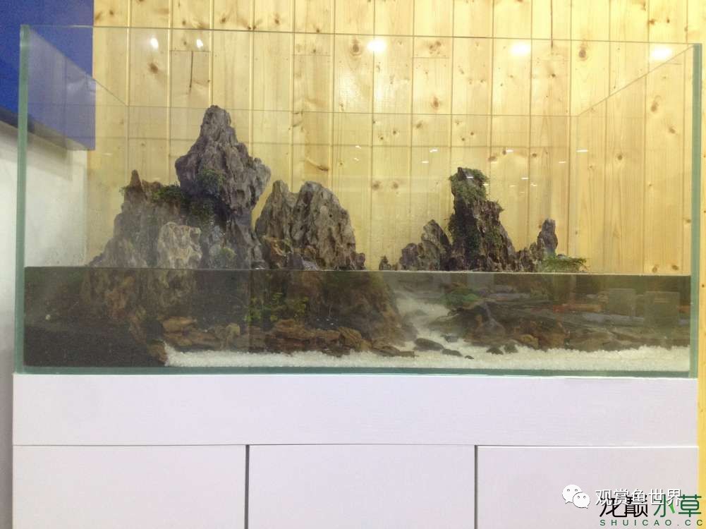 谦虚的新人晒一晒1米缸，“建缸”VS45天后（内涵多张细节图和详解！）