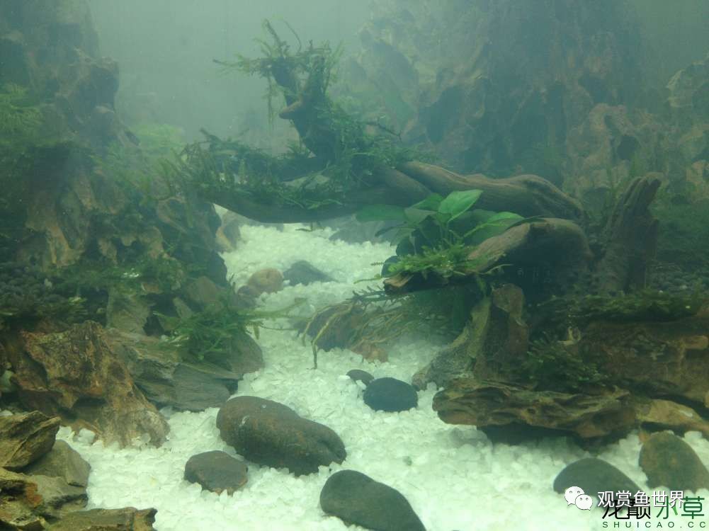 谦虚的新人晒一晒1米缸，“建缸”VS45天后（内涵多张细节图和详解！）