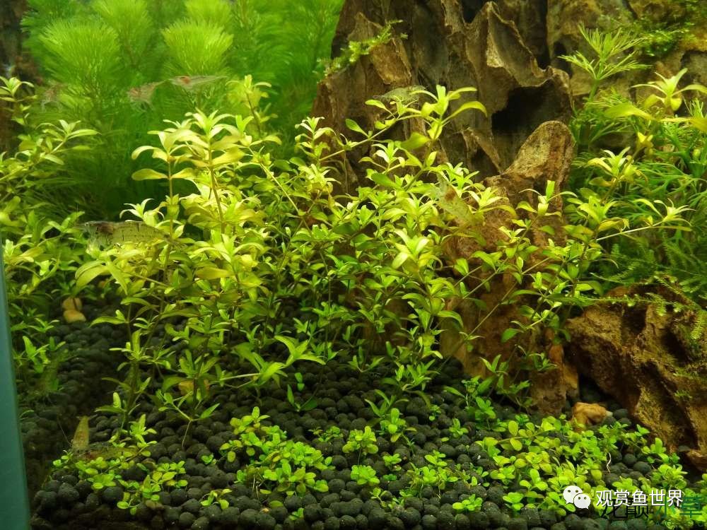 谦虚的新人晒一晒1米缸，“建缸”VS45天后（内涵多张细节图和详解！）