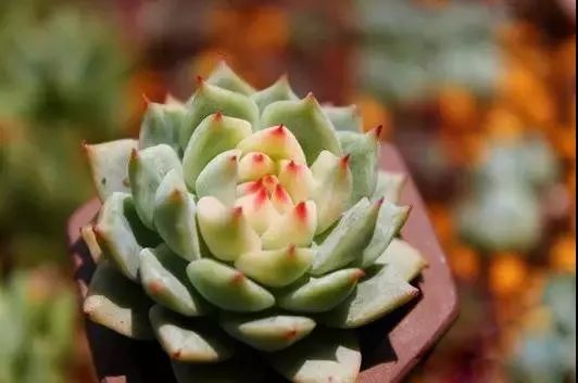 又贵又难养的多肉,又贵又稀有的又好看的多肉