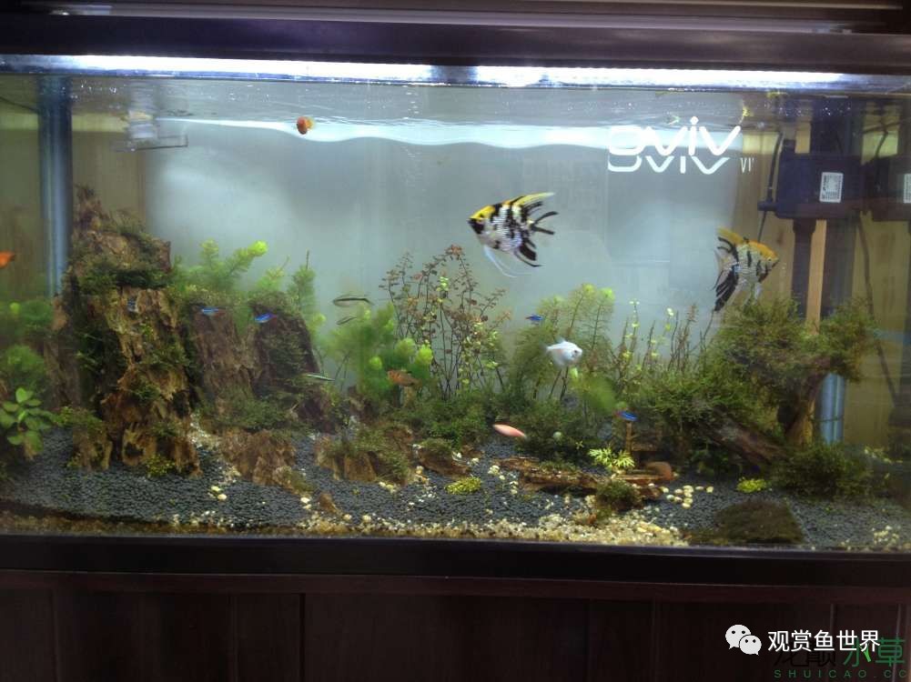 谦虚的新人晒一晒1米缸，“建缸”VS45天后（内涵多张细节图和详解！）