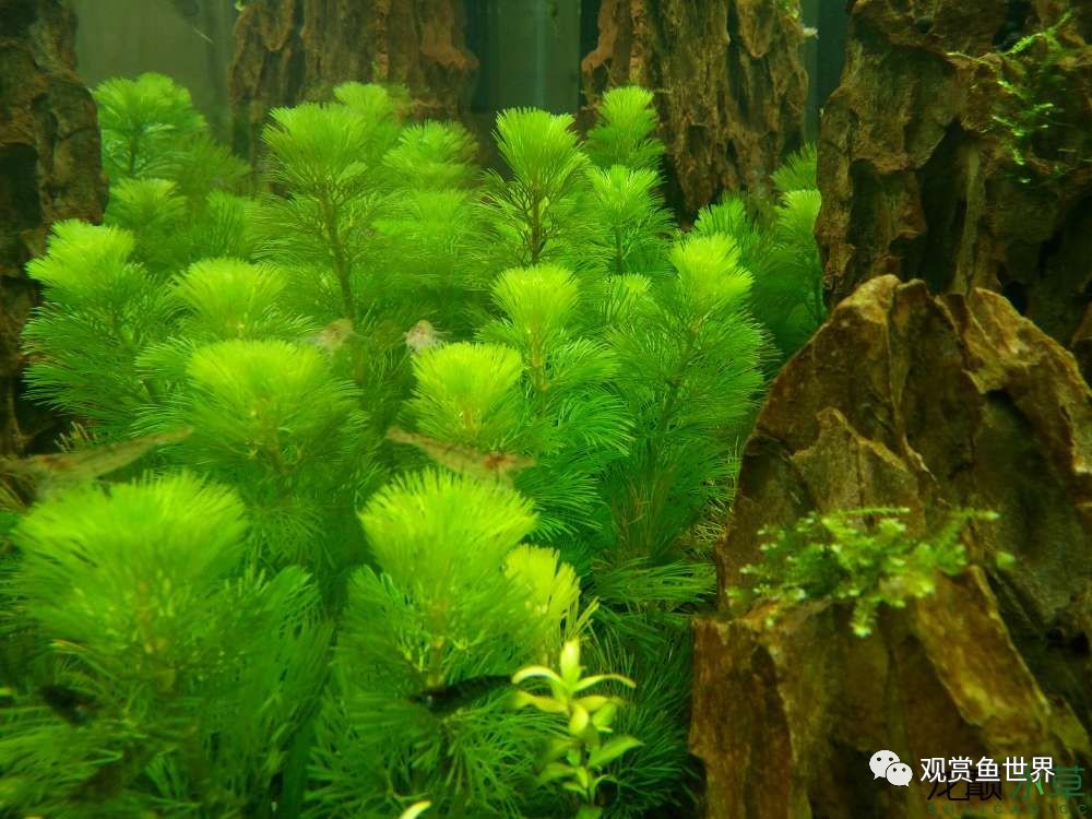 谦虚的新人晒一晒1米缸，“建缸”VS45天后（内涵多张细节图和详解！）