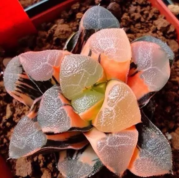 又贵又难养的多肉,又贵又稀有的又好看的多肉