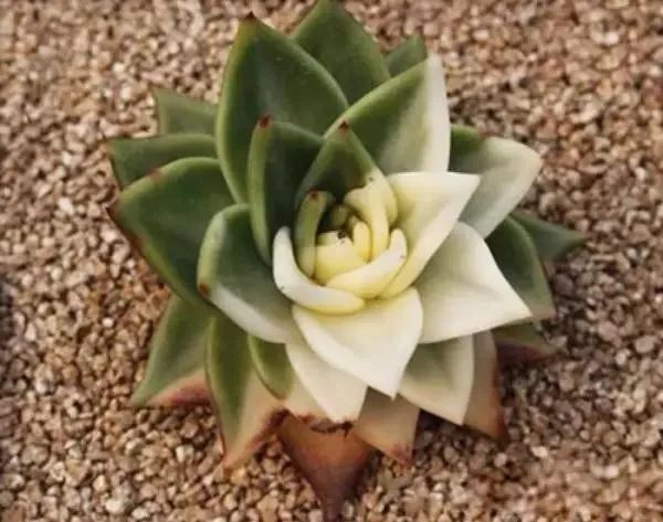 又贵又难养的多肉,又贵又稀有的又好看的多肉