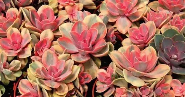 又贵又难养的多肉,又贵又稀有的又好看的多肉