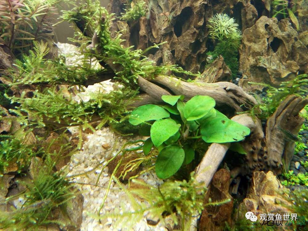 谦虚的新人晒一晒1米缸，“建缸”VS45天后（内涵多张细节图和详解！）