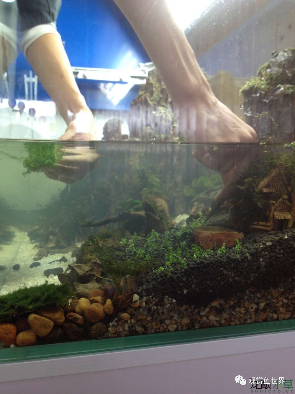 谦虚的新人晒一晒1米缸，“建缸”VS45天后（内涵多张细节图和详解！）