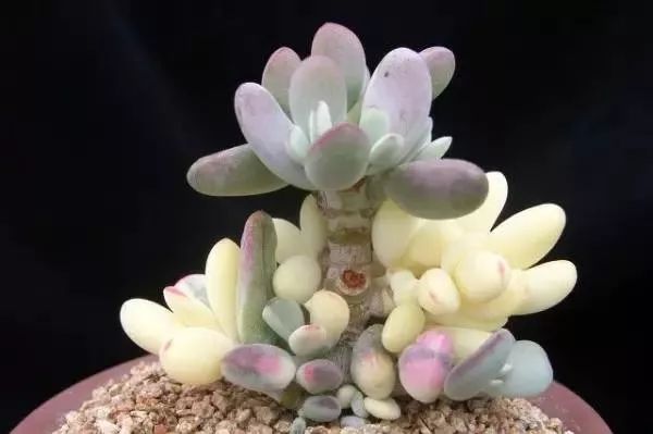 又贵又难养的多肉,又贵又稀有的又好看的多肉