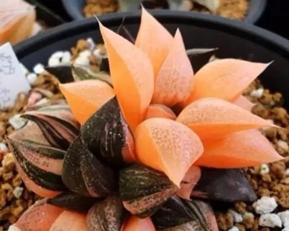 又贵又难养的多肉,又贵又稀有的又好看的多肉