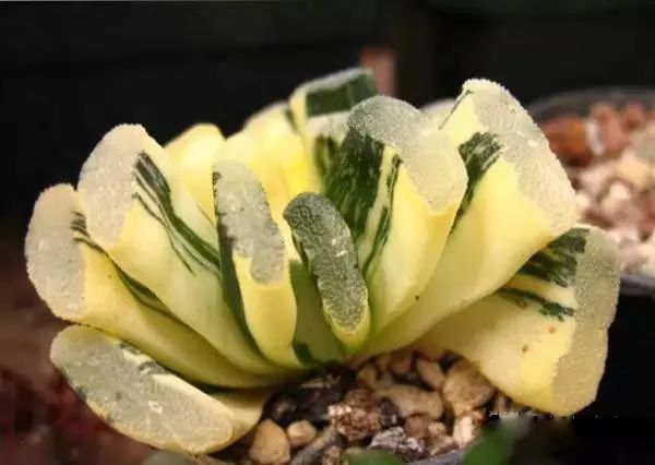 又贵又难养的多肉,又贵又稀有的又好看的多肉