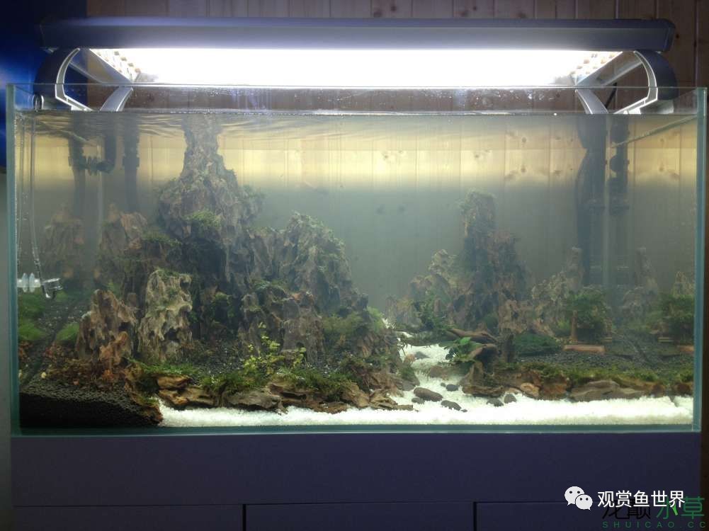 谦虚的新人晒一晒1米缸，“建缸”VS45天后（内涵多张细节图和详解！）