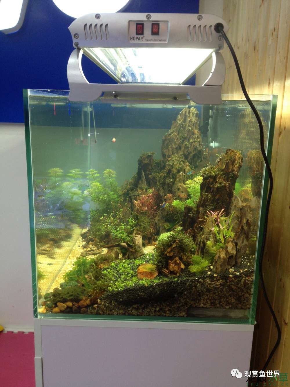 谦虚的新人晒一晒1米缸，“建缸”VS45天后（内涵多张细节图和详解！）