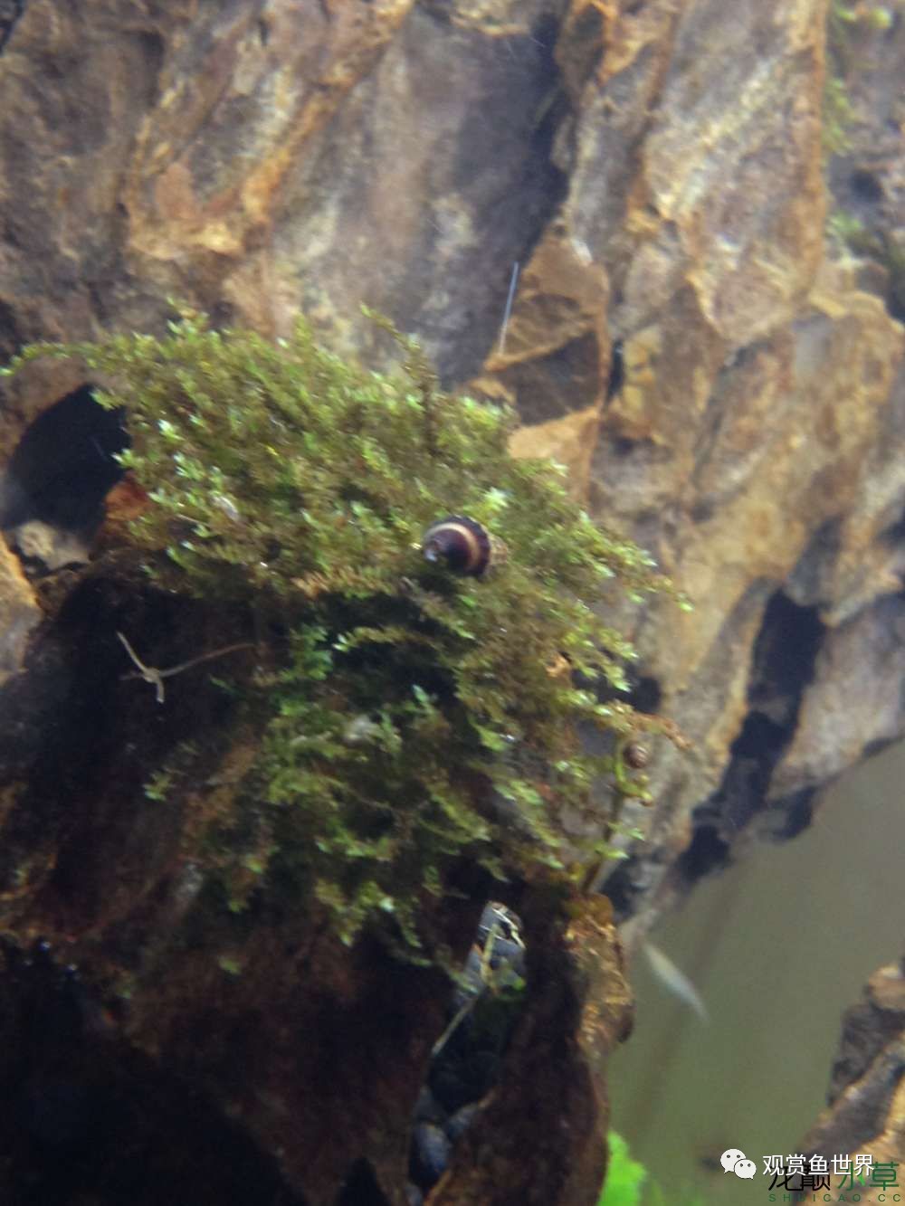 谦虚的新人晒一晒1米缸，“建缸”VS45天后（内涵多张细节图和详解！）