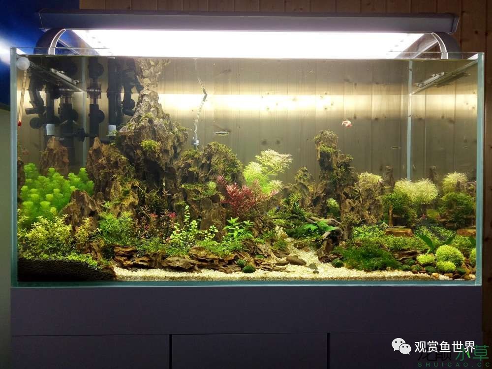 谦虚的新人晒一晒1米缸，“建缸”VS45天后（内涵多张细节图和详解！）