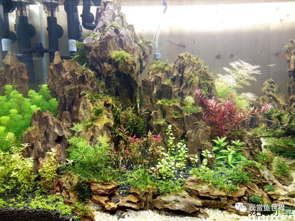 谦虚的新人晒一晒1米缸，“建缸”VS45天后（内涵多张细节图和详解！）