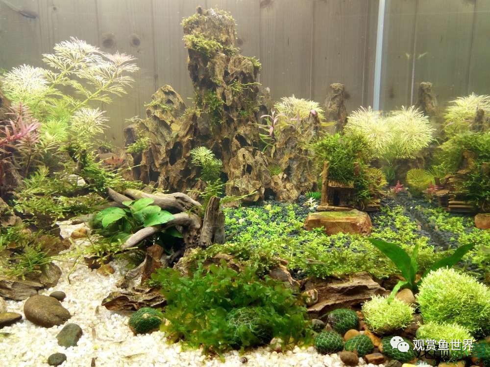 谦虚的新人晒一晒1米缸，“建缸”VS45天后（内涵多张细节图和详解！）