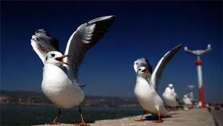 2019海鸥文化节活动主题,昆明海鸥文化节